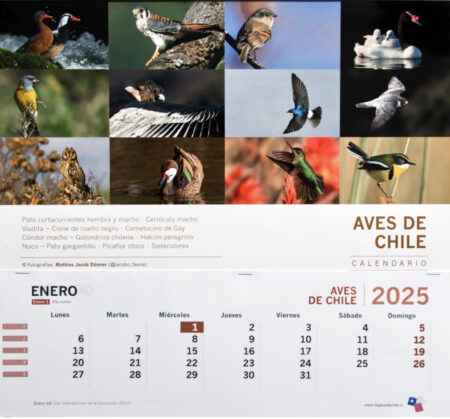 Calendario Mural Aves de Chile ll 2025 / 2026